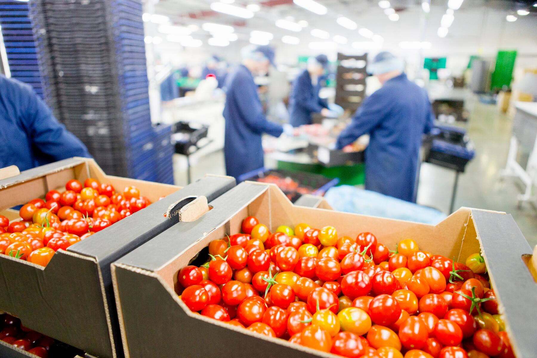 Chaîne de tri et de conditionnement dans une usine agroalimentaire